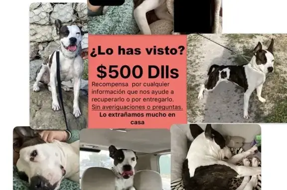 Animales perdidos , foto: ¡Ayúdanos a encontrar a nuestro perrito perdido!