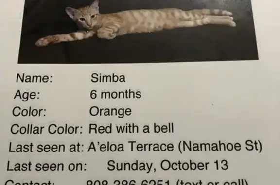 Lost Orange Kitten: Simba in Kapolei