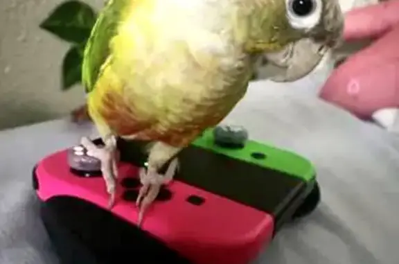 Lost Pineapple Conure in Beaverton Area