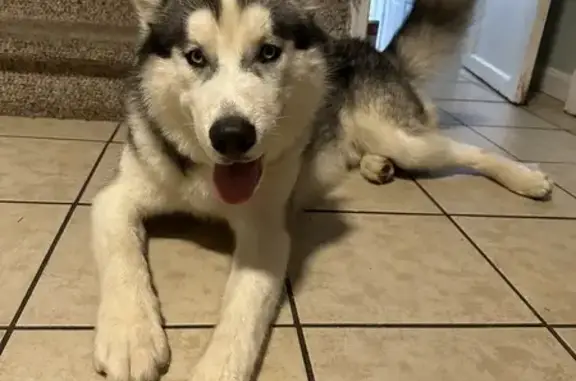 Lost Husky: Blue-Eyed Alex in Pawtucket