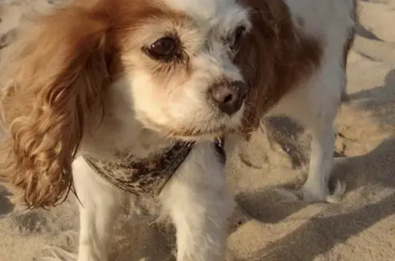 Help Find Coco: Friendly Senior Spaniel