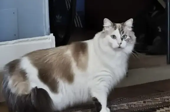 Chat perdu : Gélule, blanc/marron, Libourne - photo
