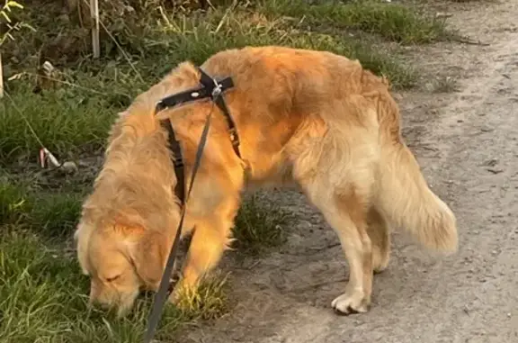 Chien perdu , photo : Golden retriever sable perdu à Champillon