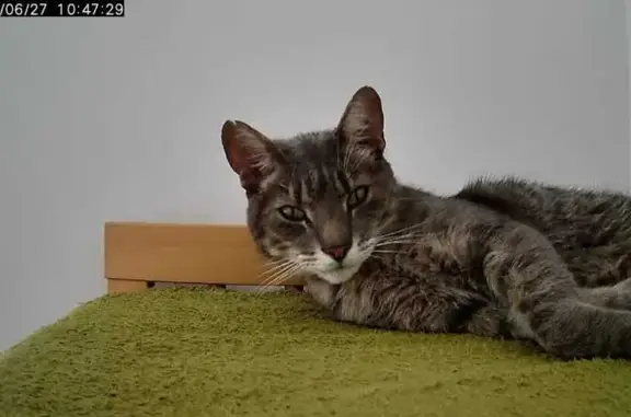 Chat perdu, Mazamet, photo: Chat perdu, oreille entaillée, Rue St-Jacques
