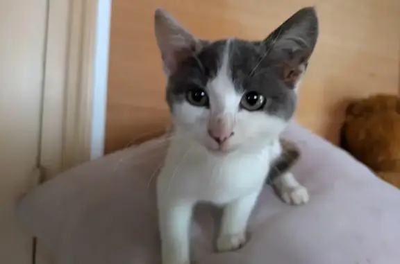 Chat trouvé Celles-sur-Belle, photo: Chaton femelle trouvé à Celles-sur-Belle