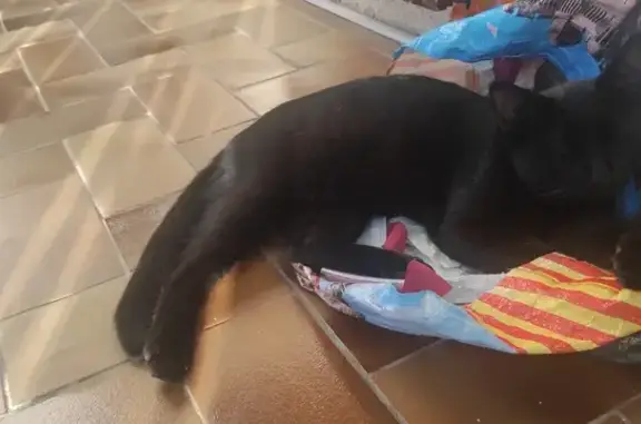 Chat trouvé Ceret, photo: Chat trouvé : jeune, sociable et affectueux