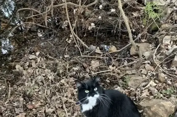 Lost Black & White Cat on Highway 10