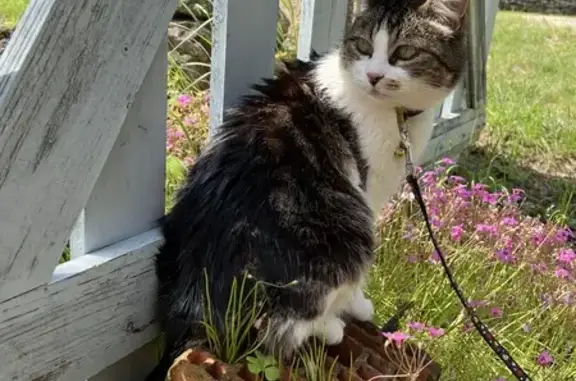 Animaux perdus , photo: Chatte tigrée perdue à Mons, Chemin Campestres