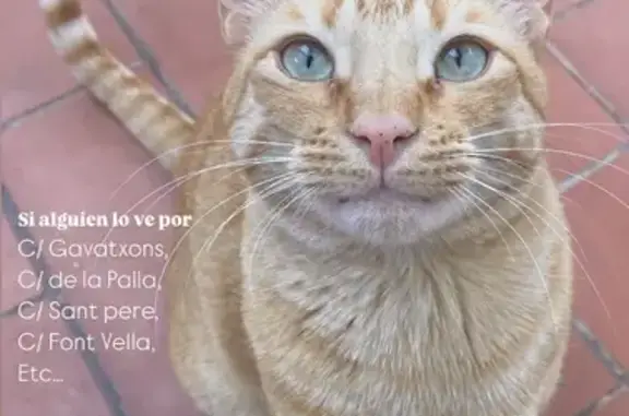 ¡Ayuda a encontrar a Piros, gato perdido!