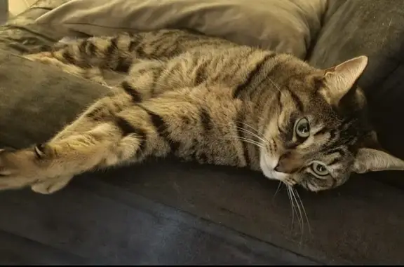 Liloo, minette tigrée disparue à Hudiviller - photo