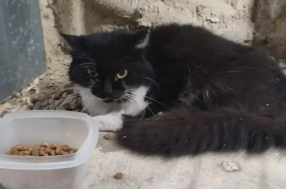 Animaux trouvés Toulouse, photo: Chat noir et blanc trouvé à Toulouse