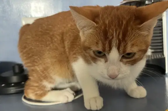 Animaux perdus Paris, photo: Chaton roux 4 mois perdu à Paris