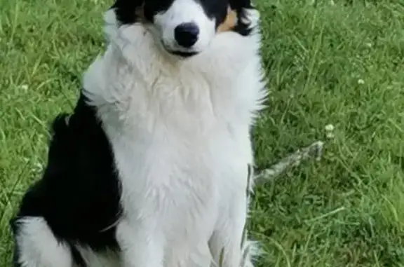 Chien perdu Nouvelle-Aquitaine, photo : Border Collie mâle perdu à Monein