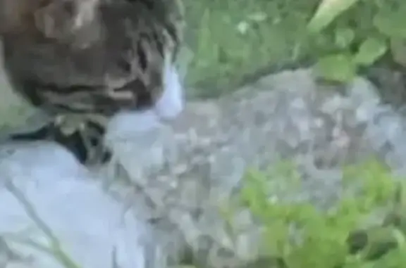 Animaux perdus Sevran, photo: Chat perdu à Sevran : Minou, noir et tigré
