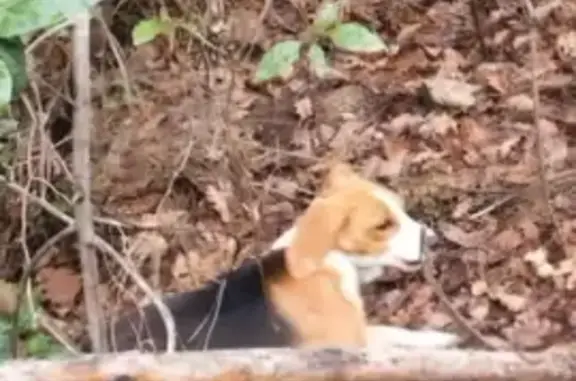 Beagle tricolore perdu à Ollioules - photo