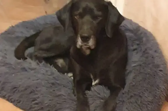 Chien perdu , photo : Chien perdu entre Coursan et Salles d'Aude