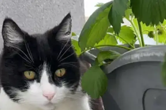Chat perdu, Coutras, photo: Chat perdu, Rue Anne de Joyeuse, Coutras