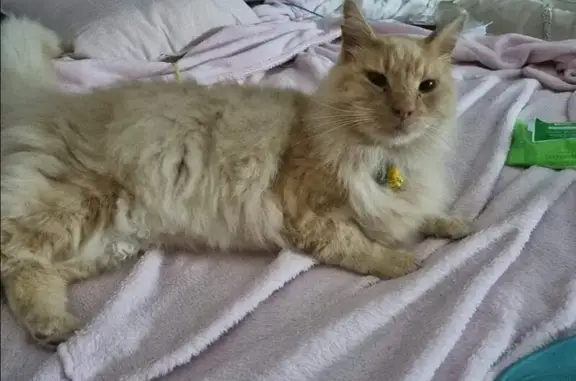 Missing: Shaved Ragamuffin in Elizabeth