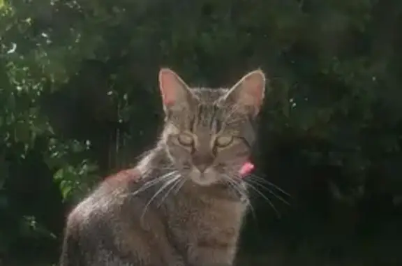 Chat perdu, Aytré, photo: Chat disparu avec collier rose à Aytré
