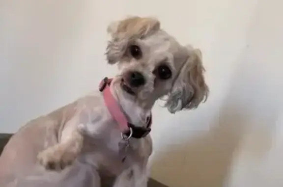 Lost Shih Tzu: Mia in Pink Sweater