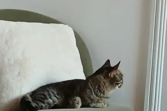 Animaux perdus Angoulême, photo: Chatte tigrée perdue à Angoulême