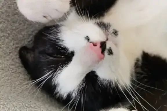 Frimousse, chatte noir et blanc perdue - photo