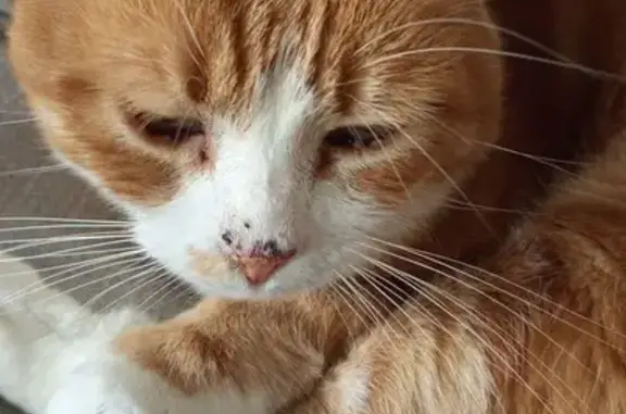 Chat roux disparu à Neuville-sur-Saône - photo