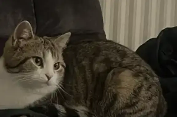 Animaux perdus Périgueux, photo: Chatte grise et blanche perdue à Périgueux