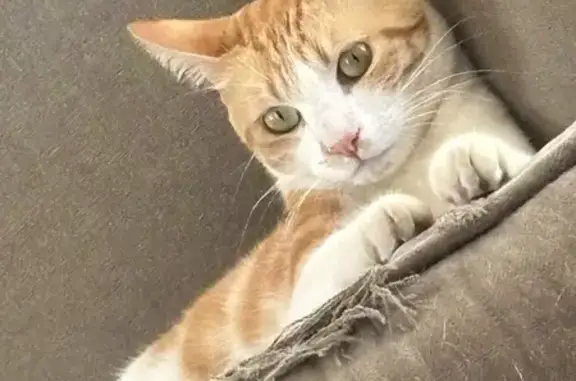 ¡Ayuda! Gato perdido en carrer del Mar