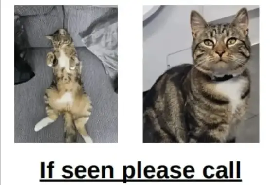 Lost Tabby: Monty with Diamond Collar