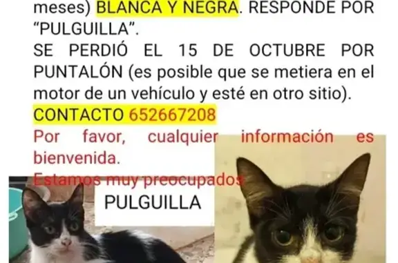 ¡Ayuda! Gatita Pulguilla perdida en Motril