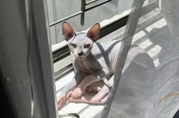 Lost Hairless Cat: White Paws & Chest