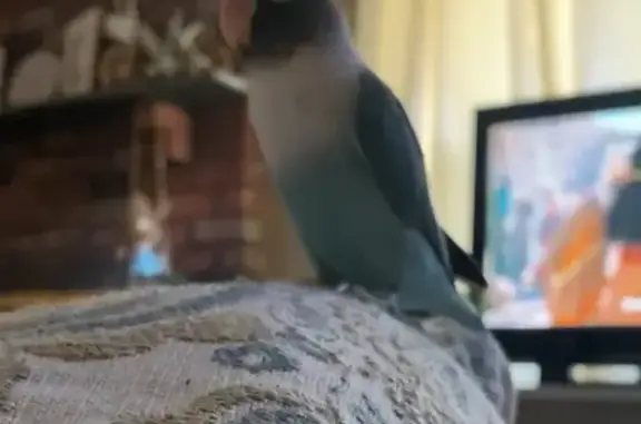 Lost Lovebird 'Kiwi' in Holtsville