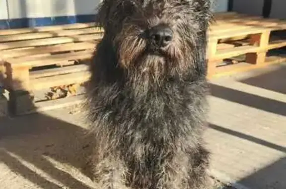 Chienne noire 4 ans perdue à Franquevielle - photo