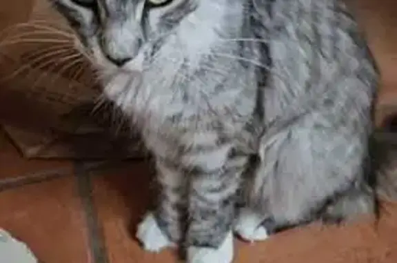 Maine Coon grise perdue à Aressy - photo