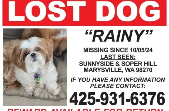 Lost Shy Shih Tzu, White & Tan in Marysville