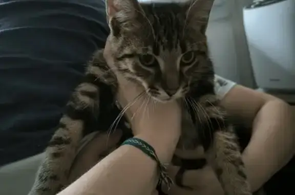 Chat tigré trouvé, sociable à Reims - photo