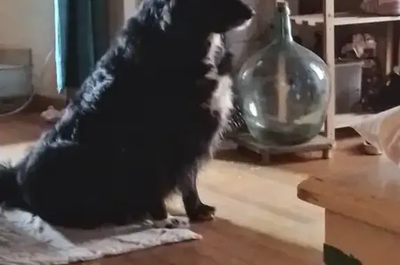 Chien perdu , photo : Chiens disparus à Campagnac : Jana et Noire