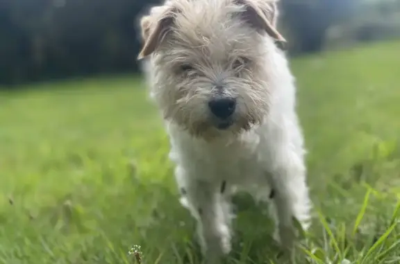 Chien perdu , photo : Terrier blanc âgé perdu à Villette