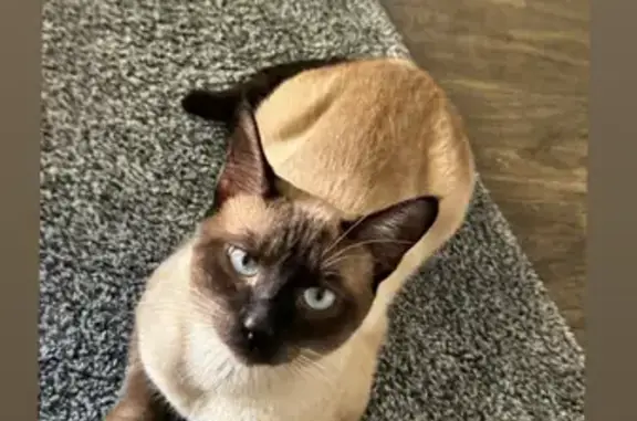 Lost Siamese Cat 'Bimbi' in Glendale