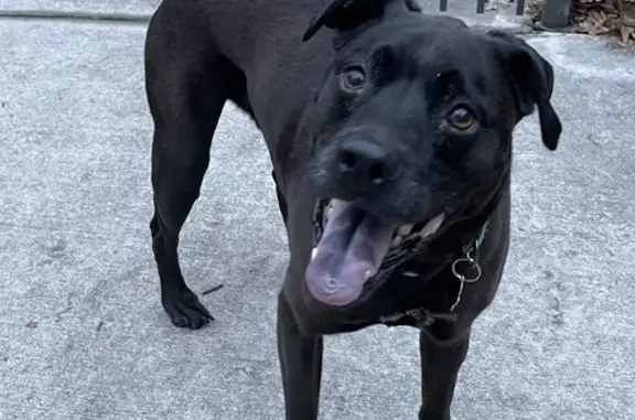 Lost Black Lab: Cardinal Rd, Hinesville