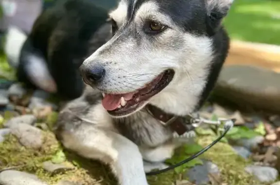 Lost Husky Lab Mix: Bella, Pittsgrove