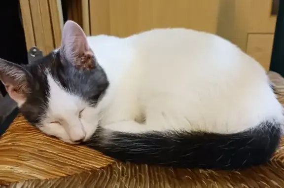 Animaux trouvés , photo: Chaton blanc et gris trouvé à Sainte-Marie