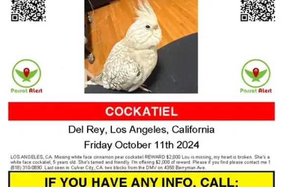 Lost Cockatiel in Culver City! Reward!