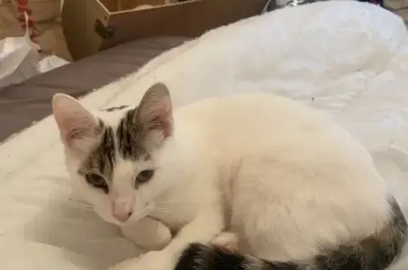 Chat blanc blessé trouvé à Toulouse - photo