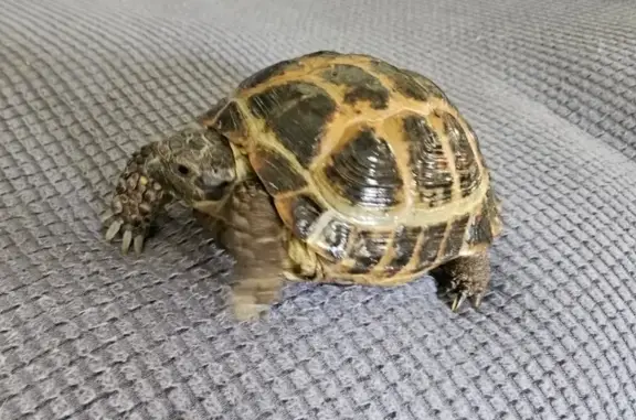 Lost Russian Tortoise in Westerville!