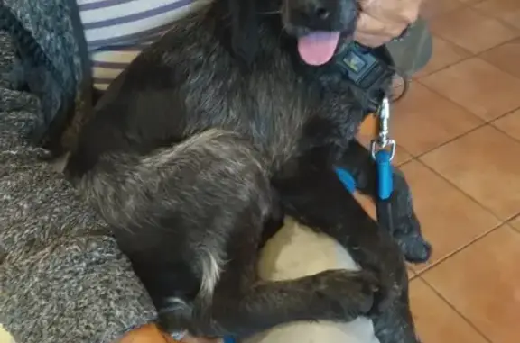 Chien trouvé à Ribaute-les-Tavernes - photo