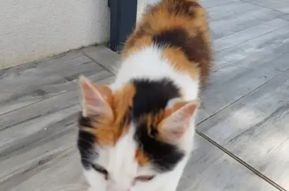 Chatte écaille 3 couleurs trouvée, câline - photo