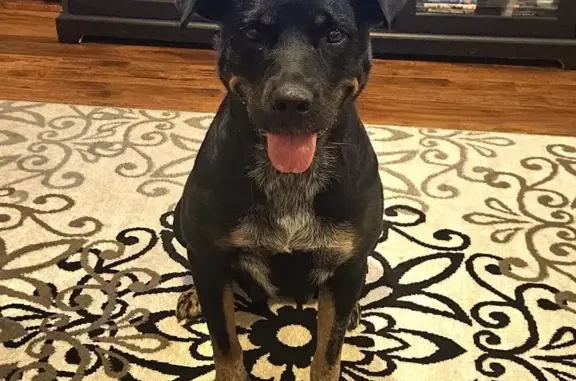 Help Find Coco: Stolen Rottweiler Mix!