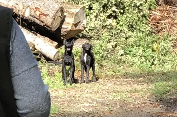 Chiens noirs trouvés à St-Laurent-d'Onay - photo